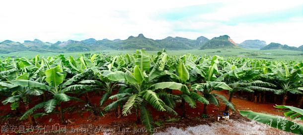 金穗香蕉标准化种植基地。（何宏生　摄）.jpg
